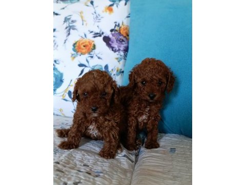 Toy poodle yavrularımız