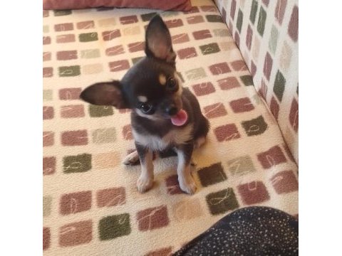 Son 1 yavru chihuahua