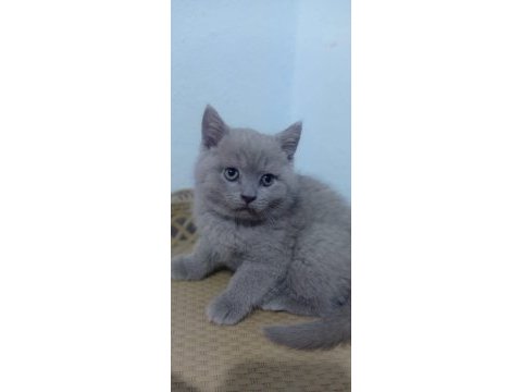 Bristh shorthair ve scotih fold yavrularimiz