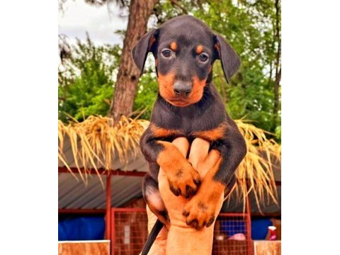 Doberman yavrularımız