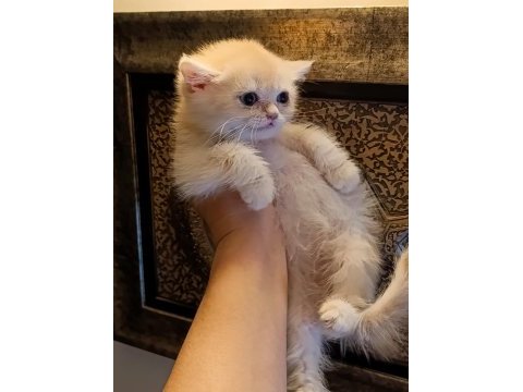 Lilac golden erkek yavru british shorthair