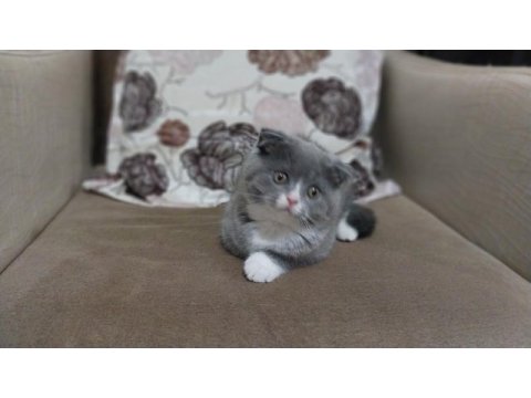Scottish fold prensesime yuva aranıyor
