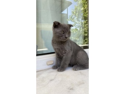 Gri kırık kulak yavru scottish fold