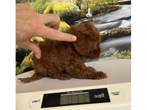 Çok tatlı orijinal teacup poodle yavrusu
