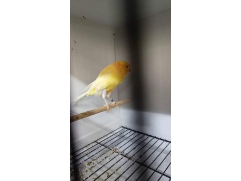 Sahibinden farklı cinslerden ötüm kanaryası