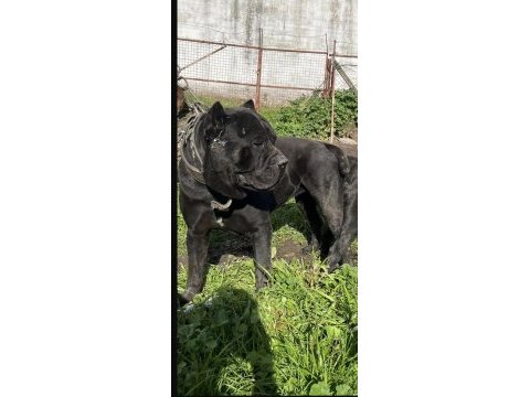 Cane corso dev yavrular