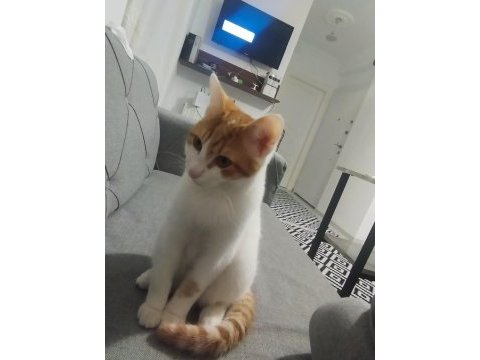 Kedimize acil yuva aranıyor