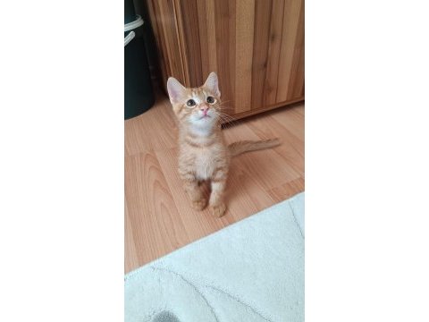 Kedimize acil yuva arıyoruz