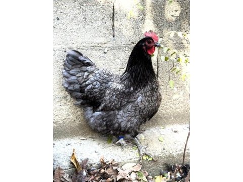 Blue australop kuluçkalık yumurta