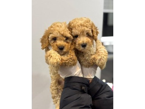Poodle bebekler