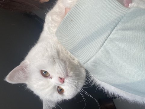 British shorthair beyaz kedim