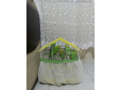 Toplu muhabbet kuşu ucuz 3 erkek ve 2 dişi