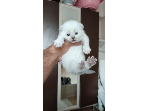 Scottish fold minnaklar