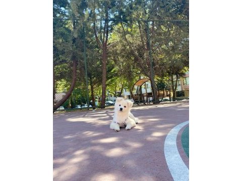 4 aylık pomeranian spitz cinsi dişi yavrumuz