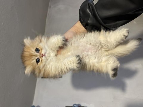 Anne baba şecereli safkan british longhair dişi