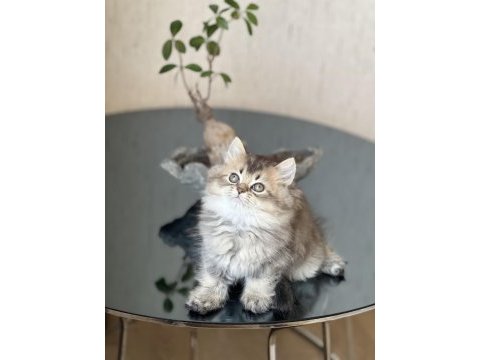 Ayı surat british longhair golden black yavrum