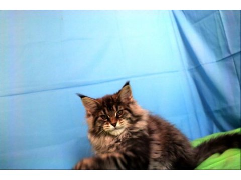 İlloai ve arthur eşleşmesinin en iri yavrusu maine coon