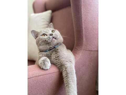 British shorthair