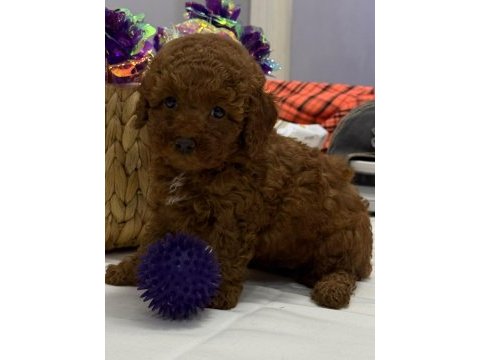 Tuvalet eğitimli kilo garantili toy poodle yavrularım