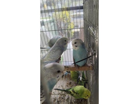 Ele alıştırmalık yavru muhabbet kuşları erkek
