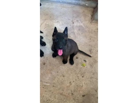 Param güvende ile tüm türkiyeye kapıda ödemeli malinois