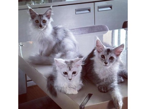 Safkan şecereli maine coon
