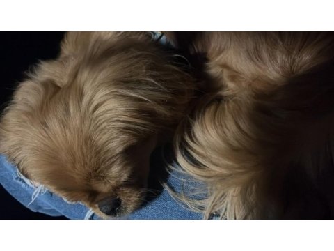 Sivas/merkez pekinez köpeğimiz (ücretlidir)
