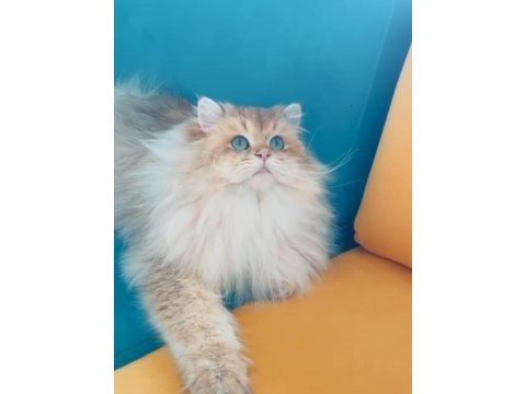 Şecereli golden longhair british 1 yaşında erkek