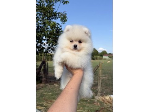 Kusursuz karbeyaz ayı surat pomeranian boo