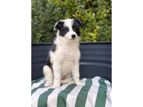 Petmode köpek çiftliğinden border coli yavrularımız