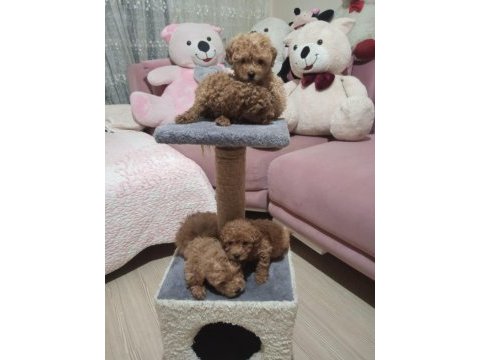 50 günlük toy poodle ler