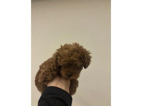 Toy poodle kore dişi yavrumuz satılıktır bilgi için dm