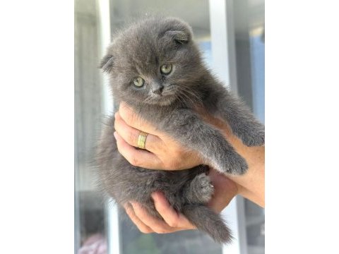 Scottish fold yavrularımız