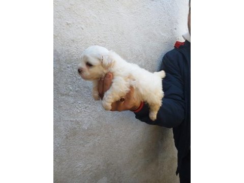Maltese yavruları