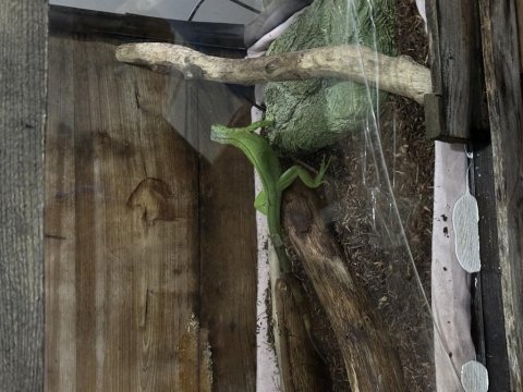 Yavru yeşil iguana cites belgeli mikro çipli