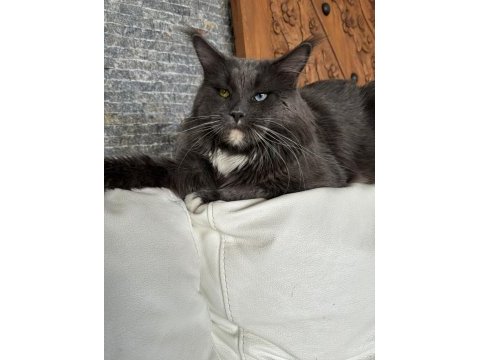 Full şecereli mükemmel profilde dev maine coon yavruları