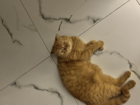 Kedimize ömürlük aile arıyoruz