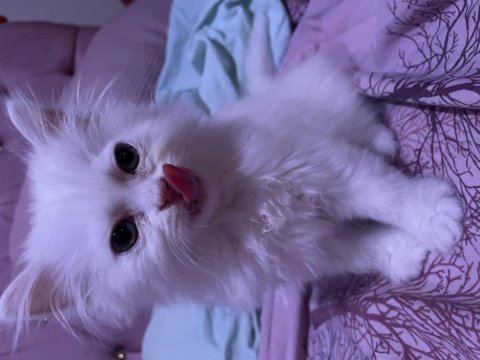 Sahiplendirilecek chinchilla kedimiz
