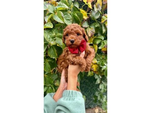 Orjinal ırk ve sağlık garantili poodle