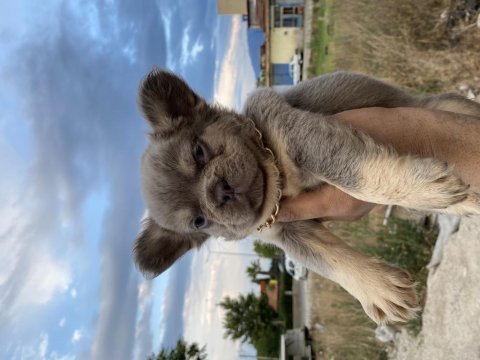 Egzotik french bulldog