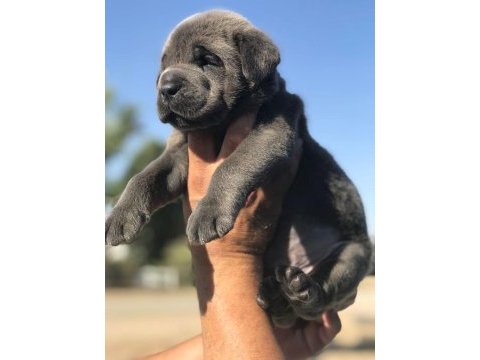 Xxl cane corso yavrular teslime hazır