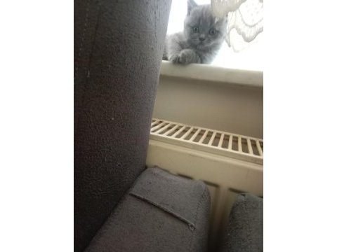 3 yavru scottish fold