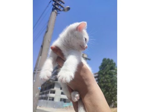 Pamuk british shorthair prenses yeni yuvasını arıyor