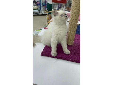 A kalite sağlıklı yavrular british shorthair