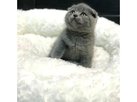British kırık kulak scottish fold
