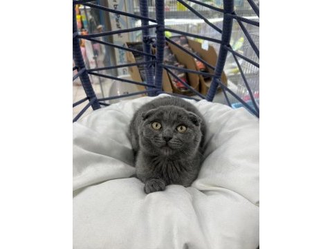 Scottish fold yavrumuz