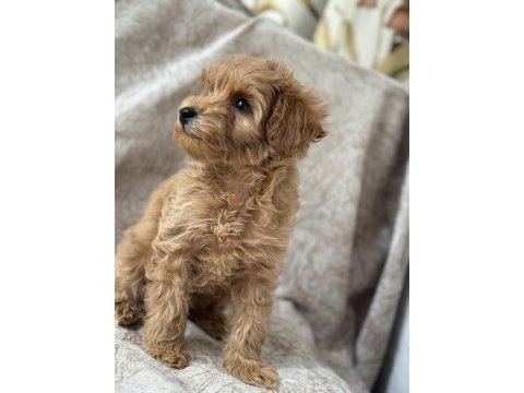 Poodle gibi maltipoo