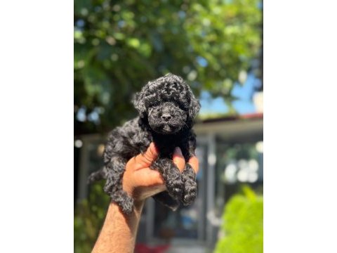 A kalite 1. sınıf kore toy poodle