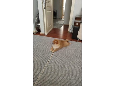 4 aylık pomeranian boo erkek