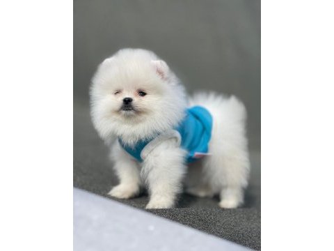 Ankaranın en gözde pomeranian yavruları